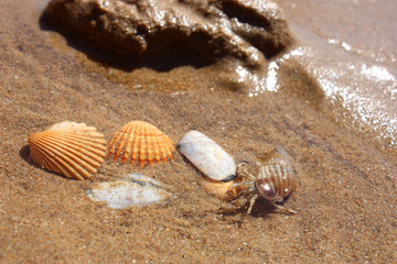 Hermit crabs