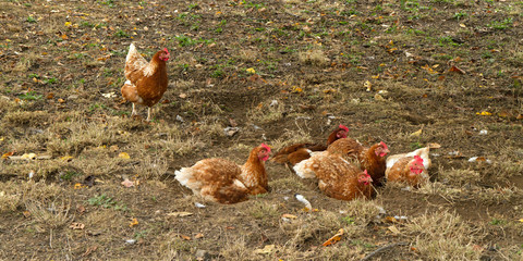 Freilandhühner