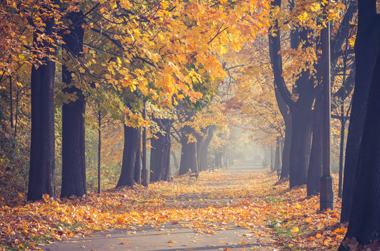 Colorful tree alley in the autumn park on a sunny day in Krakow, Poland,