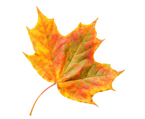 Autumn maple leaf on white background