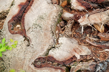 Surface of log/Cross section damaged surface of log.