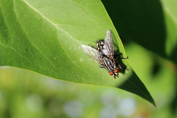 Graue Fleischfliege