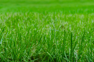 Close up of green grass on a fresh lawn