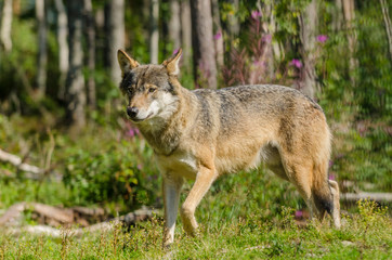 Naklejka na ściany i meble Grey wolf (Canis Lupus) hunting in a forest in summer time