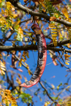 Vaina o Fruto de Falsa Acacia ( Gleditsia triacanthos )
