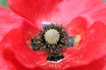 roter Mohn