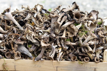 trompette de la mort