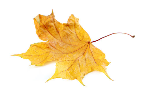 Autumn leaf isolated on a white