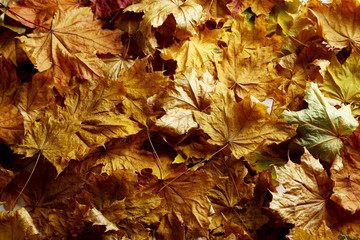 Autumn leaves background, close up
