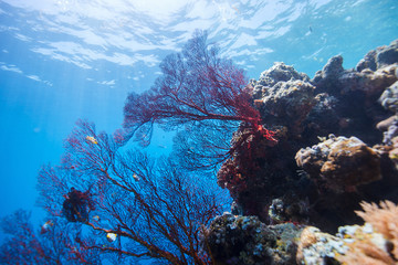 Fototapeta na wymiar Coral reef underwater