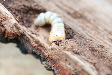 little woodworm © Perytskyy