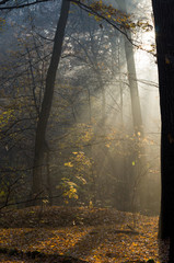 Sunbeams pour into the autumn forest