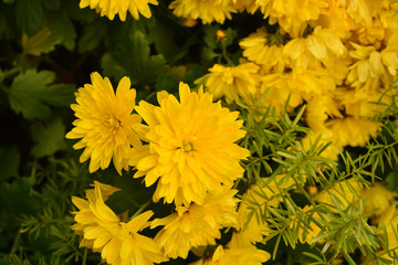 Хризантемы