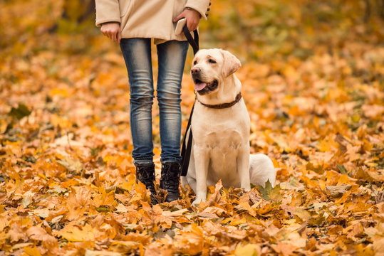 Walk in the autumn park