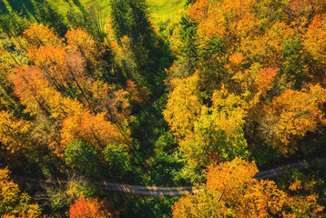 Fototapeta premium Top view of colourful leaves and trees in autumn