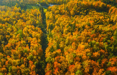 Fototapeta premium Top view of colourful leaves and trees in autumn