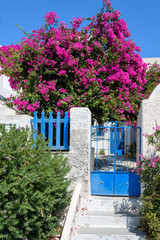 Colorful quiet backyard with beautiful flowers and classic traditional architecture in Santorini, Fira