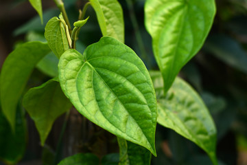 Fototapeta na wymiar Green betel leaf