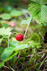 Ripe strawberries in the forest, close-up
