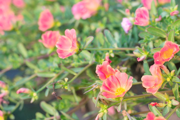 Obraz na płótnie Canvas Small flower in garden beautiful bright colors. Portulaca olerac