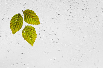 Kolorowe jesienne liście grabu i krople deszczu na oknie.
Kolorowe podświetlone mokre jesienne liście przyklejone kroplami wody do okna na szarym tle.