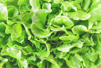 Fototapeta na wymiar Green salad as textured background, natural background, green background