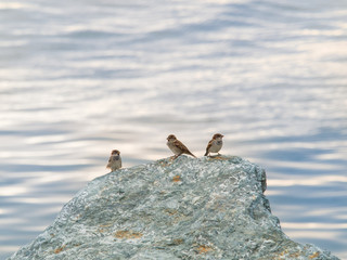 three sparrows on a rock overlooking the sea