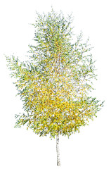 Fototapeta premium Autumn birch isolated