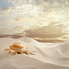 Fototapeta na wymiar Seashell and sea sand on sky background