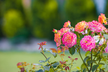 Fresh colorful blooming colorful roses in spring garden
