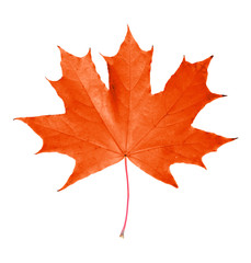 Naklejka na ściany i meble Red maple leaf, isolated on white