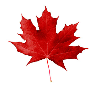 Red maple leaf, isolated on white