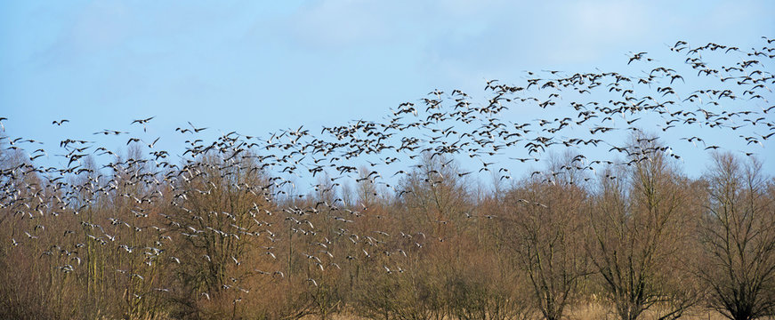Flock of geese flying in a blue cloudy sky