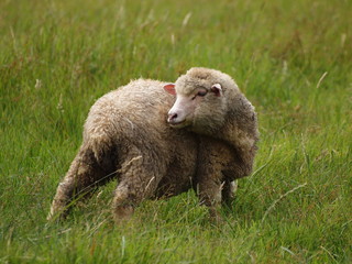 Naklejka premium 忠ちゃん牧場の子羊