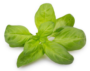 Fresh basil