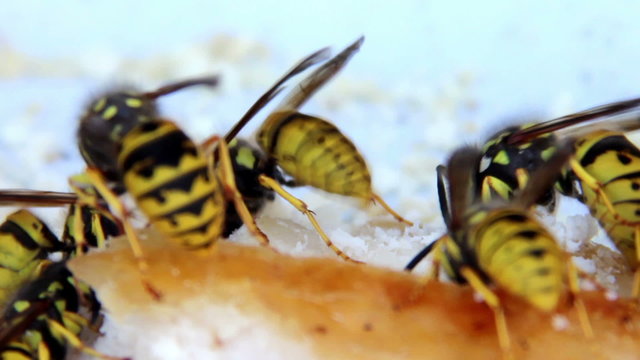wasps eat the lard
