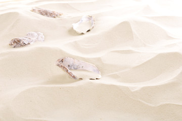 Seashells on sea sand background