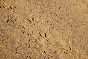 Bird tracks on ground