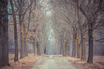 Lonely path in forest during autumn winter season, smooth feelings concept