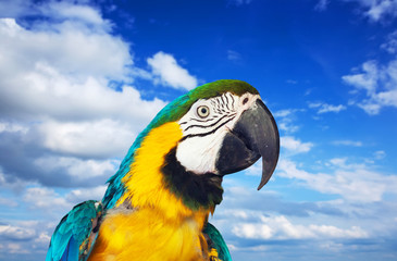 Fototapeta premium macaw papagay against sky