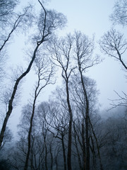 Winter in the wet cold spooky woods with tall scary trees