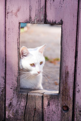 White cat look through window in wooden fence