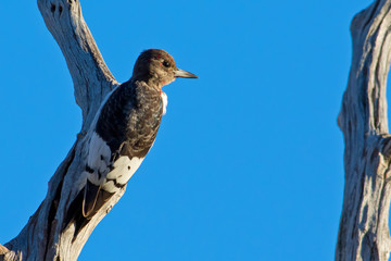 Red headed woodpecker on tree branch