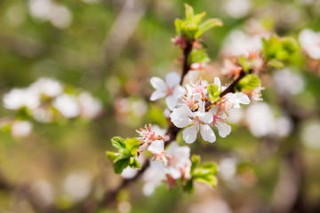 Natural spring background with cherry flowers. Selective soft focus.