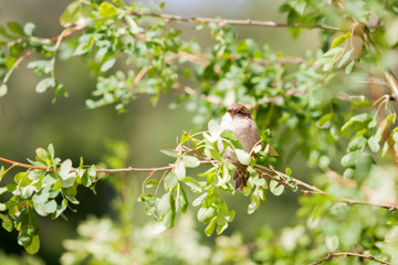 Natural spring backgound - sparrow on branch with leaves.