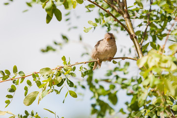 Natural spring backgound - sparrow on branch with leaves.