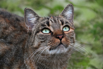 Portrait Katze tricolor Glückskatze