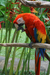 large and colorful bird, warmth, sun, zoo, circus
