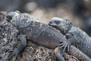 Two Marine iguanas (Amblyrhynchus cristatus) on the rock at Isabela Island, Galapagos Islands, Ecuador