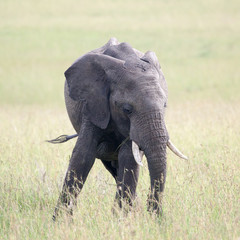 Fototapeta na wymiar Baby African elephant in Masai Mara, Kenya, 